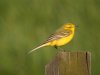 Yellow Wagtail at Fleet Head (Steve Arlow) (45794 bytes)